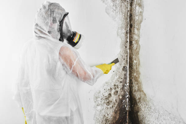 Crawl Space Mold Removal in St James, MN