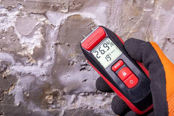 Best Black Mold Removal  in St James, MN