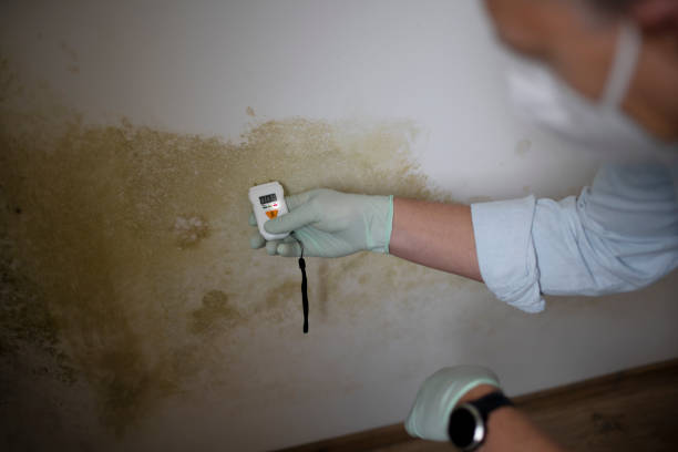 Best Mold Damage Repair  in St James, MN