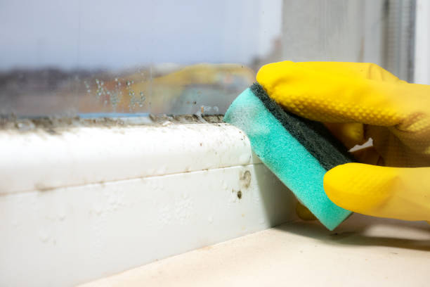 Best Certified Mold Removal  in St James, MN