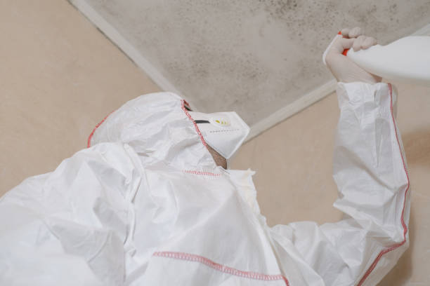 Best Fast Mold Removal  in St James, MN