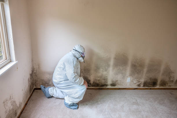 Best Mold Testing  in St James, MN