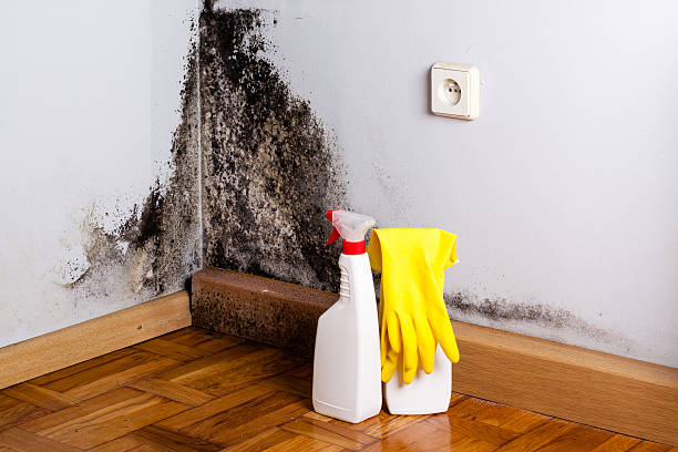 Best Emergency Mold Removal  in St James, MN