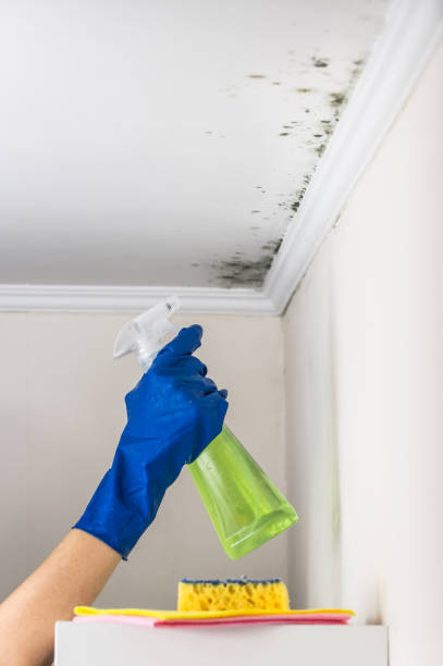 Best Local Mold Removal Service  in St James, MN