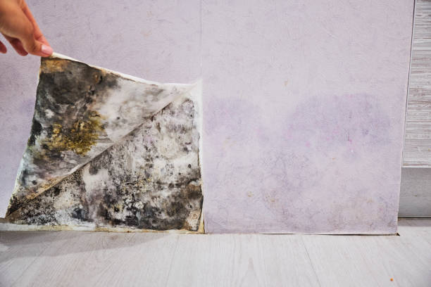 Best Crawl Space Mold Removal  in St James, MN